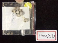 藏品(玉螺)的圖片